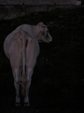Patrick Hourcade, La vache Light, 2009